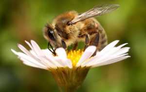 В Украине за гибель пчел хотят ввести огромные штрафы и уголовный срок