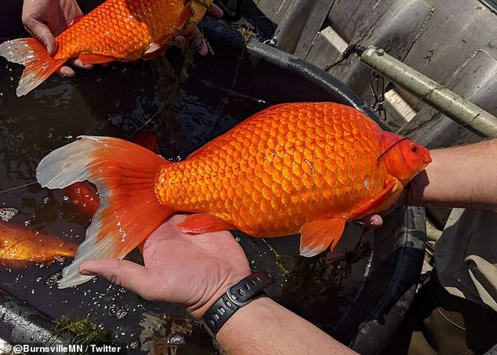 The Daily Mail: В нескольких озерах США расплодились золотые рыбки размером с футбольный мяч