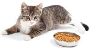 Сухие корма для кошек: виды, выбор