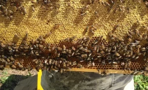 Препараты для пчел – чт онужно знать