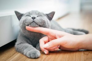 Уход за кошками и важность общения с котовладельцами: Рекомендации и Сообщества