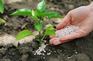 Добрива для розсади: ключовий компонент успішного вирощування рослин