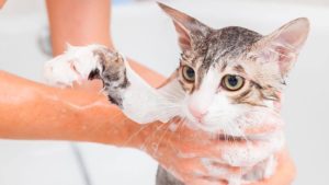 Купання без паніки: як легко помити кота, який не любить воду
