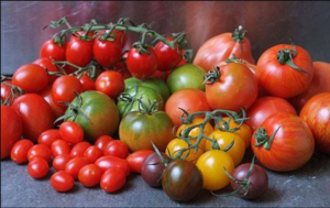 Как выбрать и где купить семена томатов