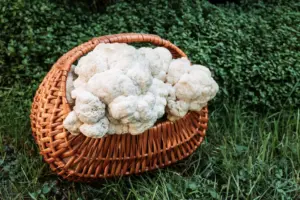 Мухомор и ежовик гребенчатый в капсулах — натуральный микродозинг нового поколения